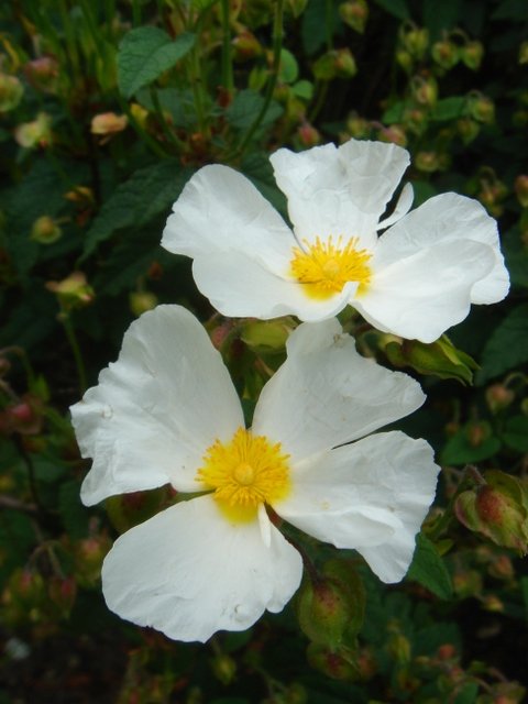 Cistus x corbariensis P19